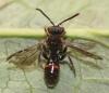 Nomada distinguenda